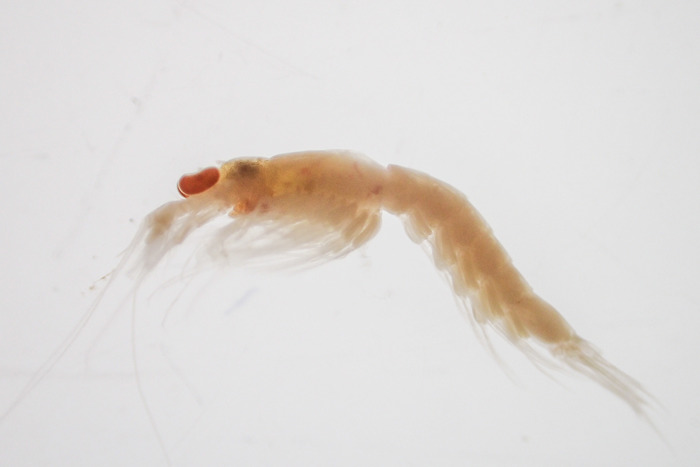Erythrops erythrophthalma Erythrops erythrophthalma
