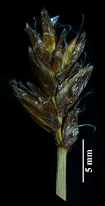 Spike of Blysmus rufus