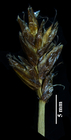 Spike of Blysmus rufus
