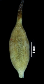 Nutlet of Blysmus rufus