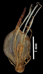 Nutlet of Blysmus sinocompressus Tang & F.T.Wang