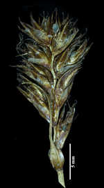 Inflorescence of Blysmus compressus subsp. compressus
