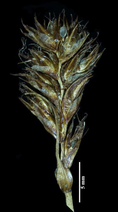 Inflorescence of Blysmus compressus subsp. compressus
