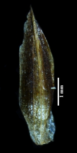 Glume of Blysmus compressus subsp. compressus