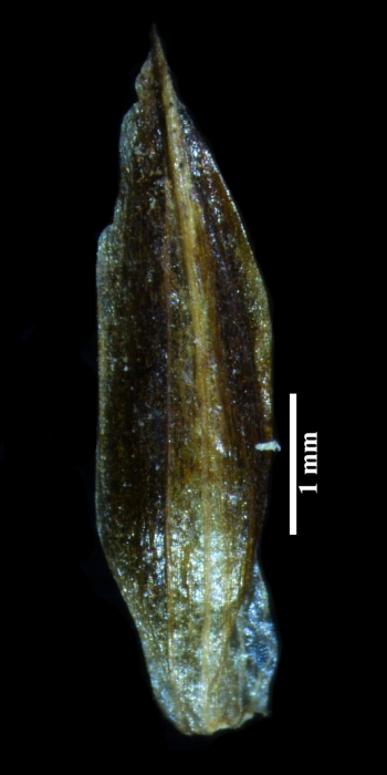 Glume of Blysmus compressus subsp. compressus Glume of Blysmus compressus subsp. compressus