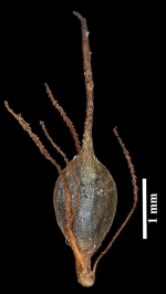 Nutlet of Blysmus compressus subsp. compressus