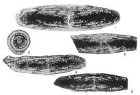 Monodiexodina bispatulata Williams, 1963