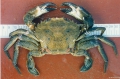 Crustacea (crustaceans)