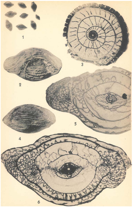 Pseudoschwagerina gerontica Dunbar & Skinner, 1937 Pseudoschwagerina gerontica Dunbar & Skinner, 1937