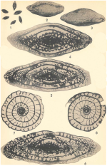 Pseudoschwagerina texana Dunbar & Skinner, 1937