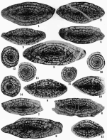 Schwagerina andresensis Thompson, 1954