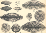 Schwagerina bellula Dunbar & Skinner, 1937