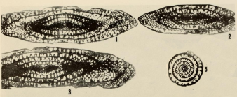 Schwagerina crebrisepta Ross, 1959