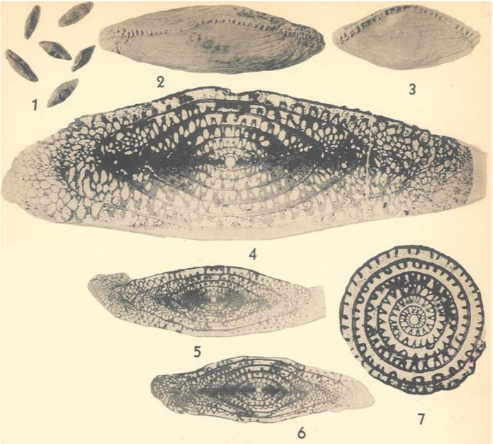 Schwagerina diversiformis Dunbar & Skinner, 1937 Schwagerina diversiformis Dunbar & Skinner, 1937