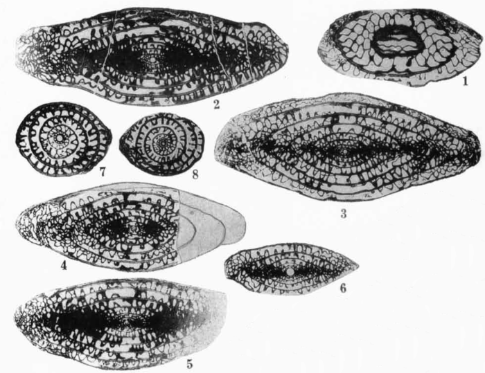 Schwagerina eolata Thompson, 1954 Schwagerina eolata Thompson, 1954