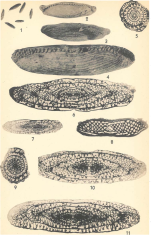 Schwagerina franklinensis Dunbar & Skinner, 1937
