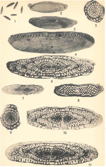 Schwagerina franklinensis Dunbar & Skinner, 1937 Schwagerina franklinensis Dunbar & Skinner, 1937