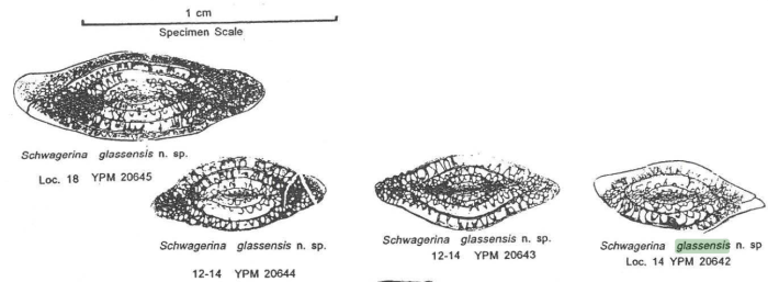 Schwagerina glassensis Ross & Ross, 2003 Schwagerina glassensis Ross & Ross, 2003