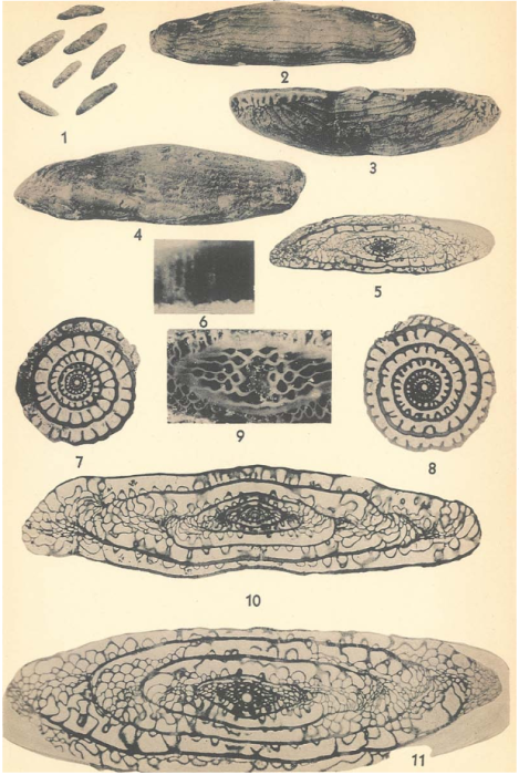 Schwagerina laxissima Dunbar & Skinner, 1937 Schwagerina laxissima Dunbar & Skinner, 1937