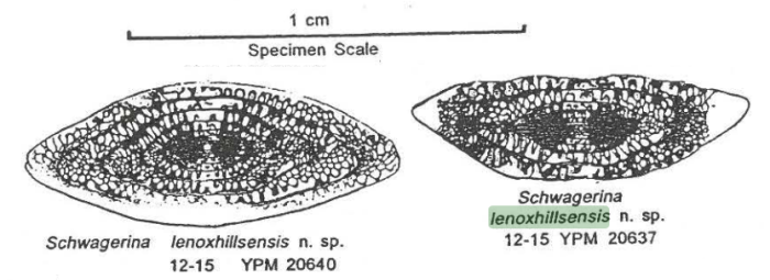 Schwagerina lenoxhillsensis Ross & Ross, 2003 Schwagerina lenoxhillsensis Ross & Ross, 2003