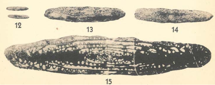 Schwagerina linearis Dunbar & Skinner, 1937 Schwagerina linearis Dunbar & Skinner, 1937