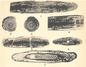 Schwagerina linearis Dunbar & Skinner, 1937