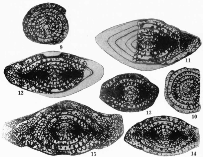 Schwagerina neolata Thompson, 1954