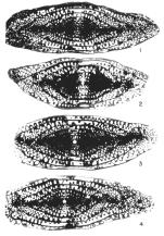 Schwagerina tewilliamsi Ross & Ross, 2003