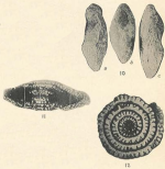Triticites compactus White, 1932