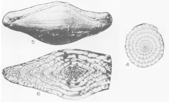 Triticites koschmanni Skinner, 1931 Triticites koschmanni Skinner, 1931