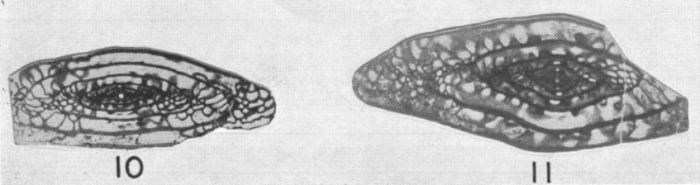 Schwagerina emaciata var. jarillaensis Needham, 1937 Schwagerina emaciata var. jarillaensis Needham, 1937