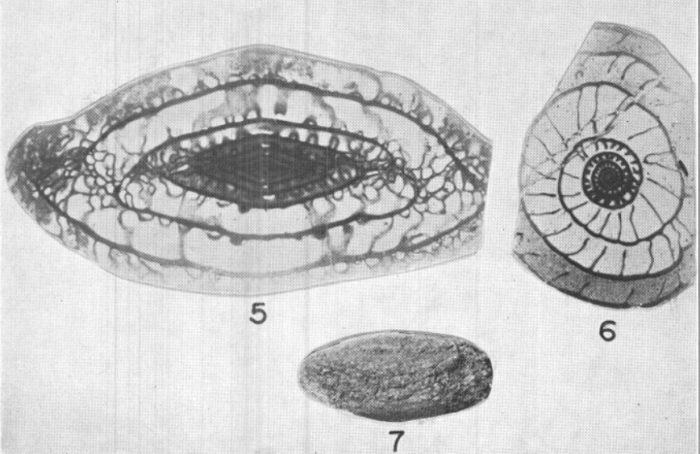 Pseudoschwagerina morsei Needham, 1937 Pseudoschwagerina morsei Needham, 1937