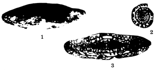 Fusulina emaciata Beede, 1916