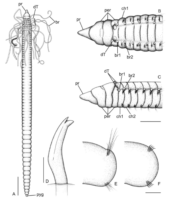 Caulleriella jormungandri Grosse, Kongsrud, Alvestad, Eilertsen & Budaeva, 2025 Caulleriella jormungandri Grosse, Kongsrud, Alvestad, Eilertsen & Budaeva, 2025
