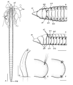 Caulleriella jormungandri Grosse, Kongsrud, Alvestad, Eilertsen & Budaeva, 2025
