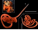Tetranemertes aurantia