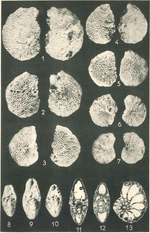 Cuvillierina eocenica Debourle, 1955