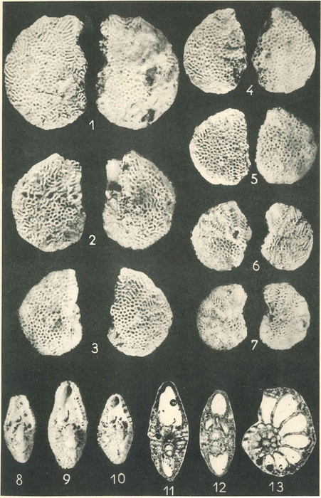Cuvillierina eocenica Debourle, 1955 Cuvillierina eocenica Debourle, 1955