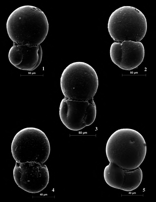 Paraphysalidia paralica Guillem & Usera, 2012 Paraphysalidia paralica Guillem & Usera, 2012