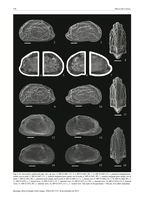 Auricythere sublitoralis Morais & Coimbra, 2014 from the original description