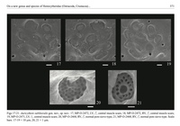 Auricythere sublitoralis Morais & Coimbra, 2014 from the original description