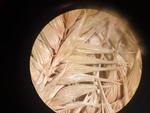Carex antoniensis perigynia