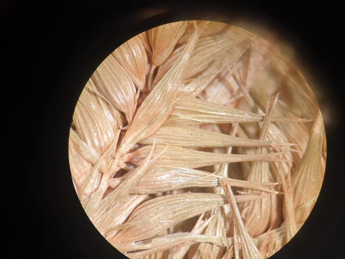 Carex antoniensis perigynia