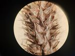 Carex aethiopica pistillate spike