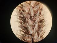 Carex aethiopica pistillate spike