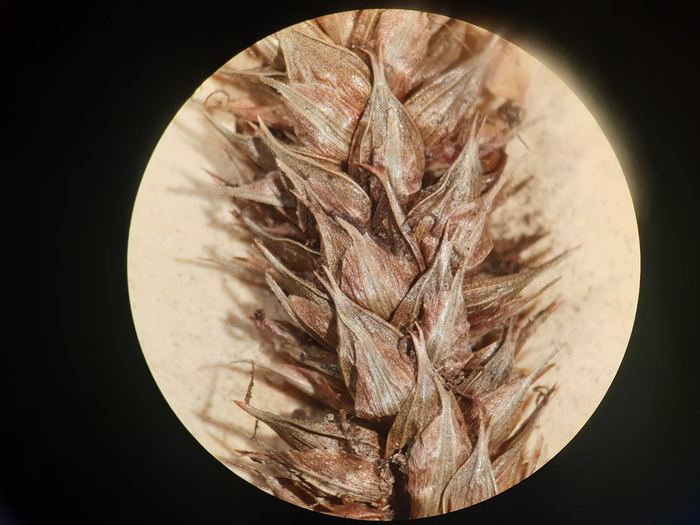 Carex aethiopica pistillate spike Carex aethiopica pistillate spike