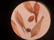 achene of holotype P00466041