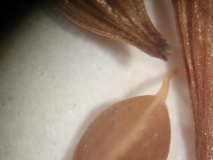 Close-up of surface of achene of holotype P00466041