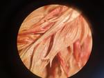 Perigynia of Carex boryana (25x)