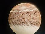 Middle portion of pistillate spike of type